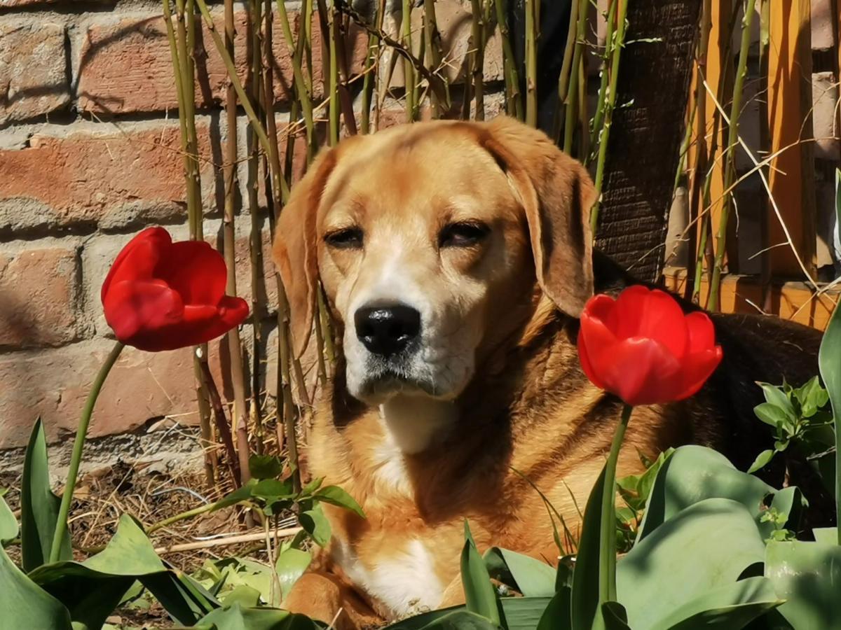 Henrietta Vendégház Domoszlo Esterno foto